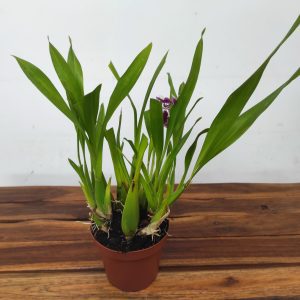 Miltonia Kibet Belleglade - Sem flor