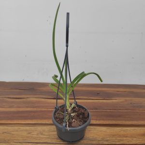Vanda Lamellata Yellow X Holcoglossum Wangii - Suspensão