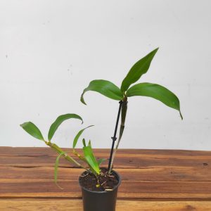 Dendrobium 'Densiflorum'