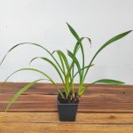 Cymbidium Floribundum - Sem Flor