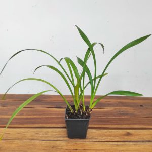 Cymbidium Floribundum - Sem Flor