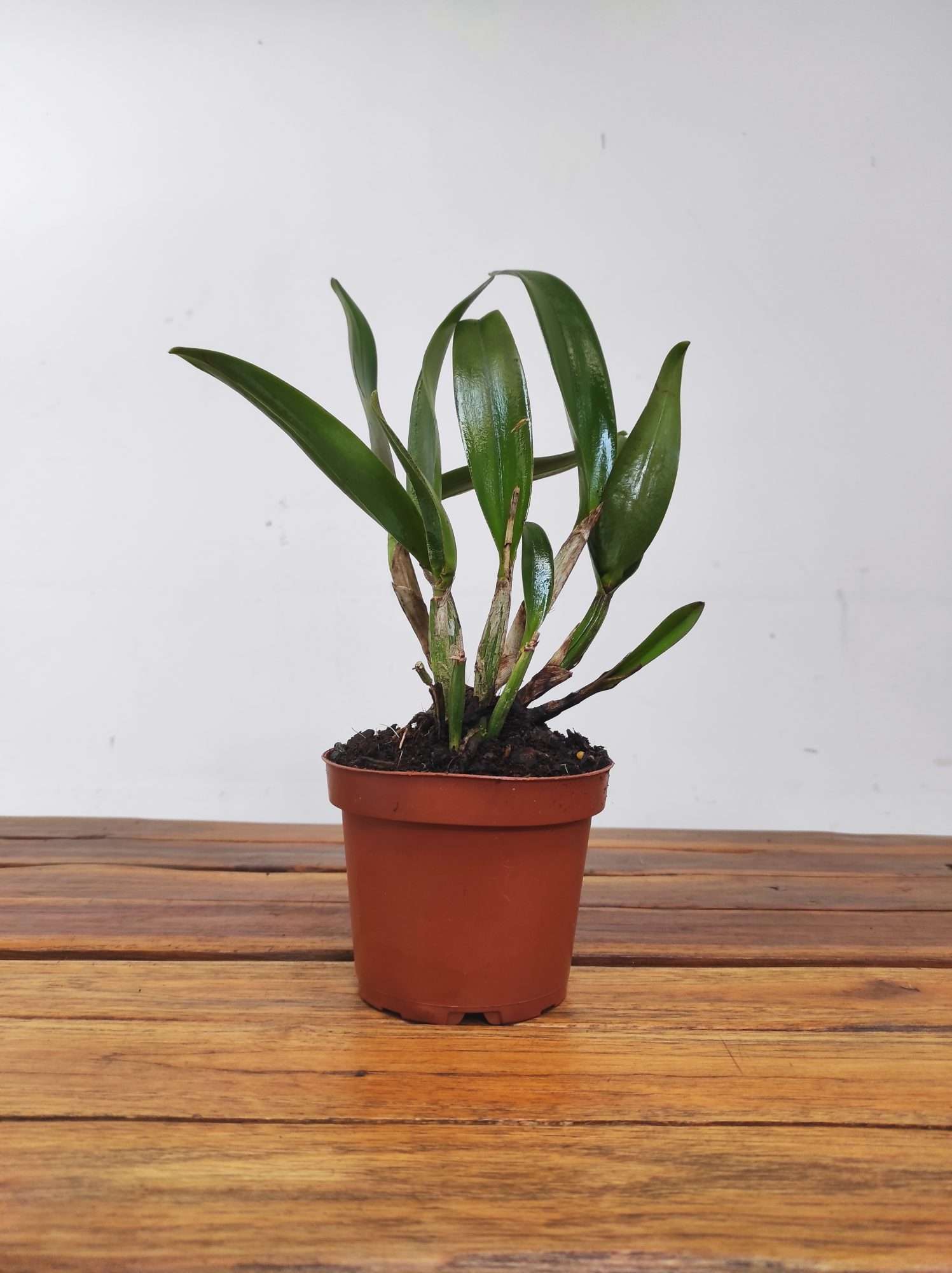 Otaara Island Charm - Image 2