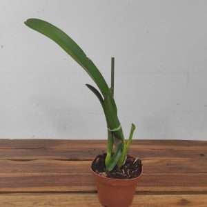 Laelia Purpurata Var. Estriata