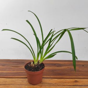 Cymbidium Beatriz Kunning Arabotanica - Sem Flor