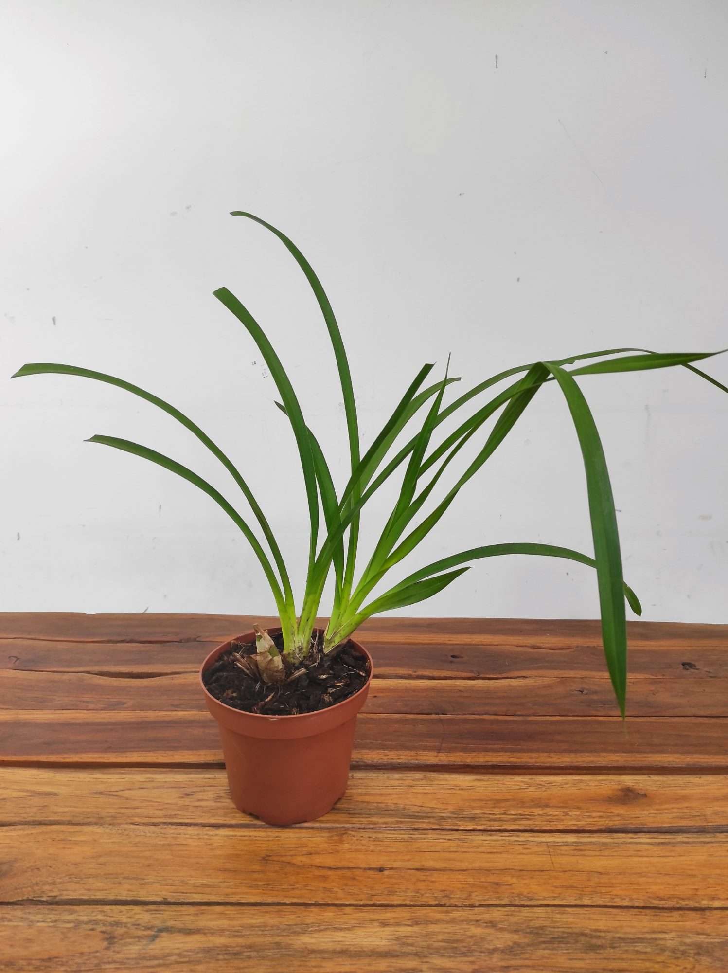 Cymbidium Beatriz Kunning Arabotanica - Sem Flor