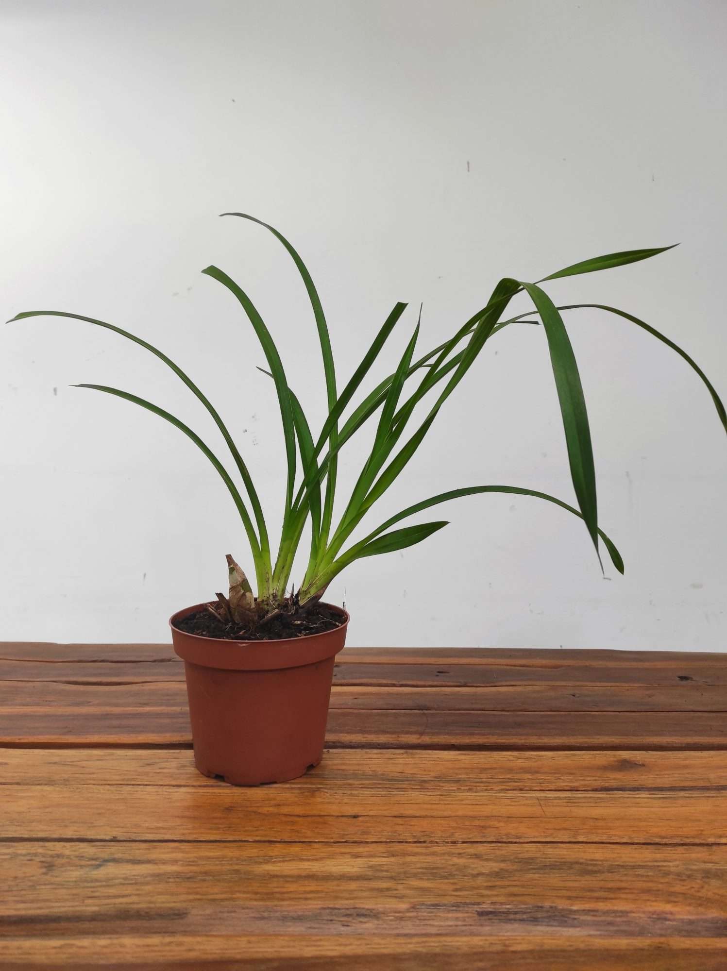 Cymbidium Beatriz Kunning Arabotanica - Sem Flor - Image 2