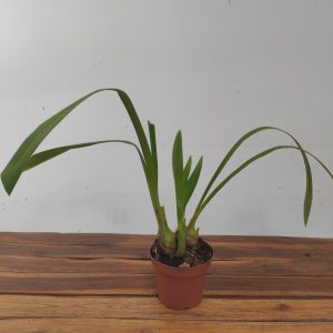 Cymbidium Rocky Creek Gotcha - Sem Flor