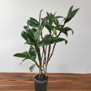 Dendrobium Amabile Bronckartii