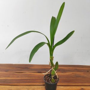 Cyrtochilum Serratum