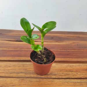 Epidendrum Ammophilum