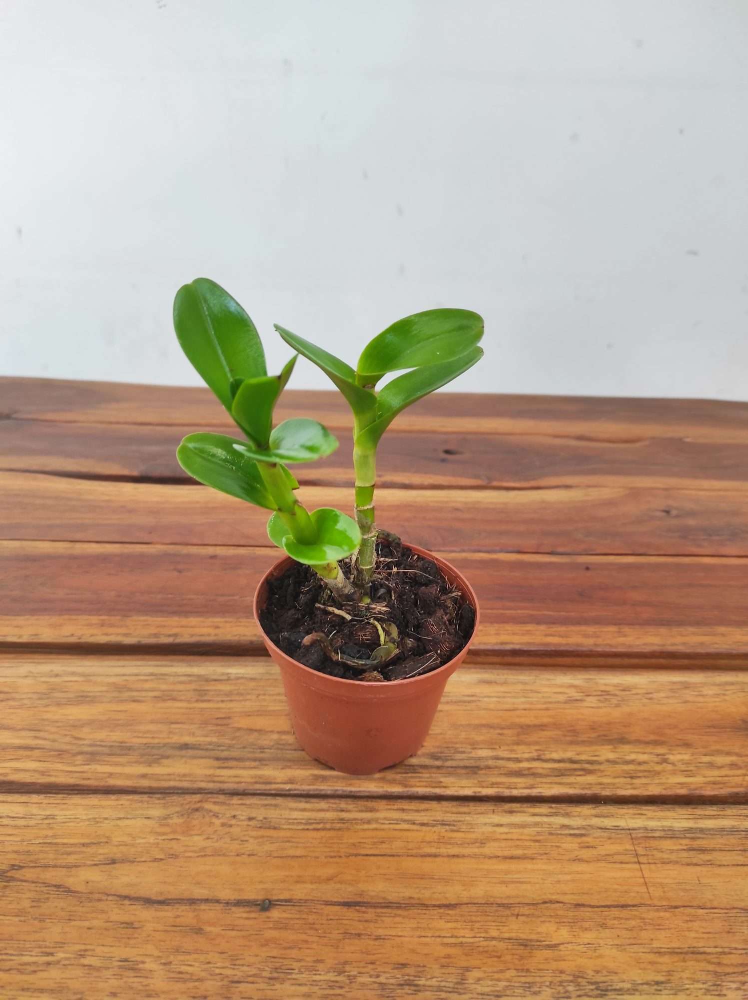 Epidendrum Ammophilum