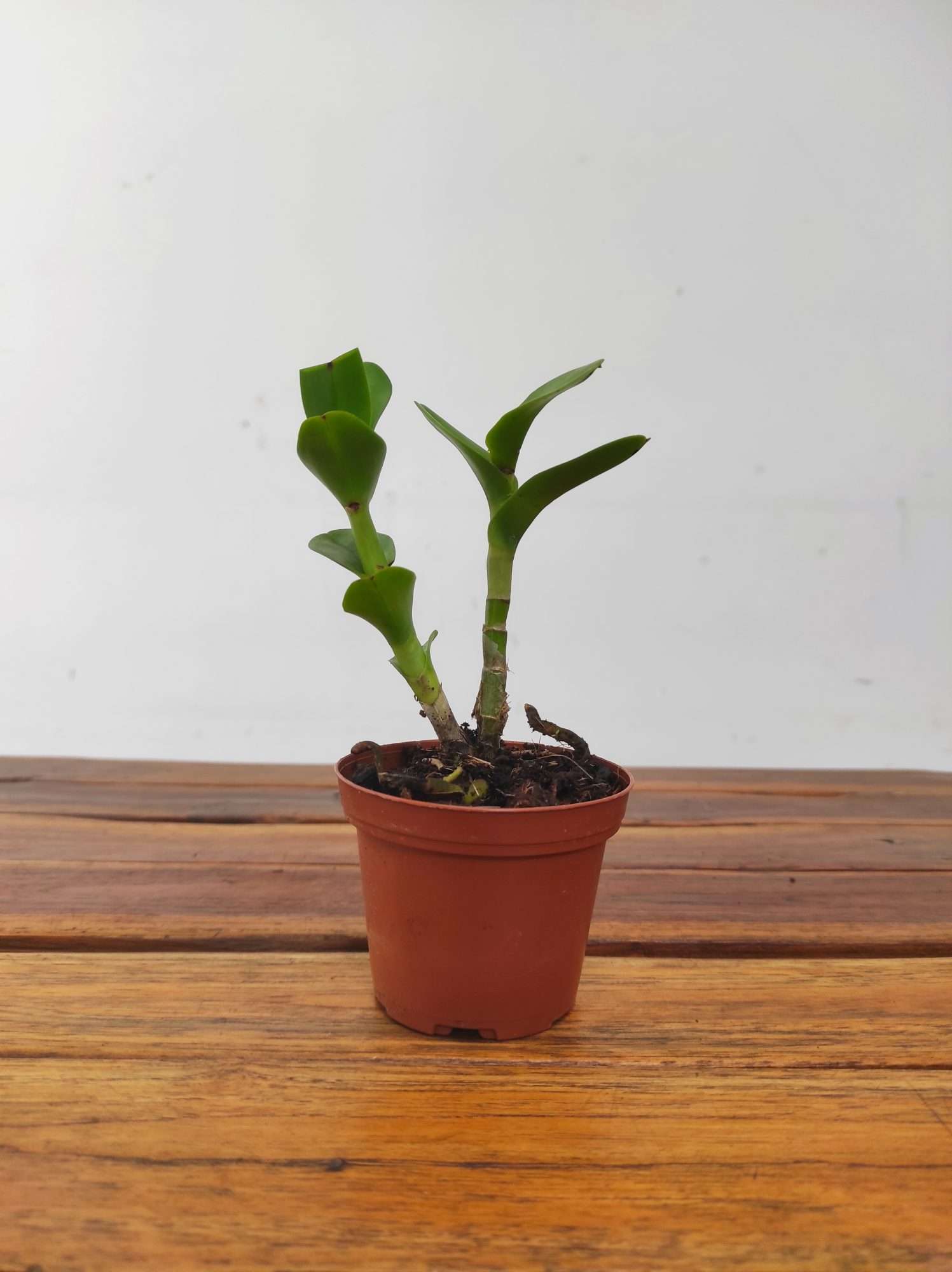 Epidendrum Ammophilum - Image 2