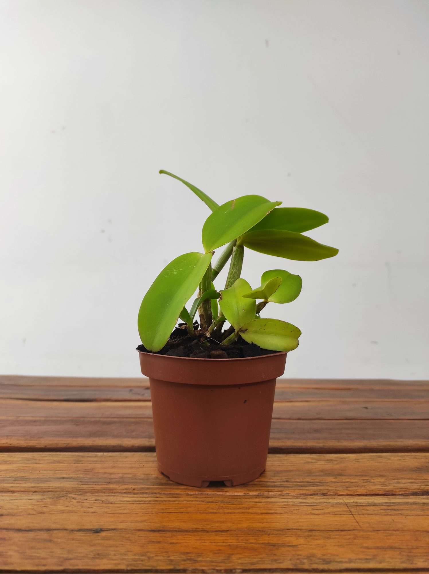 Cattleya Venosa - Image 2