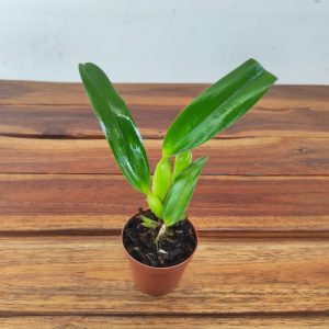 Laelia Purpurata Var. Roxo - Bispo Sao Jorge