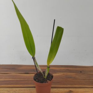 Laelia Tenebrosa Var. Rubra