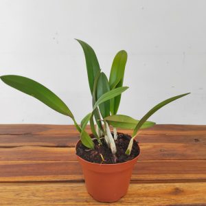 Lc. Santa Barbara Sunset Showtime Hcc/Aos - Sem Flor