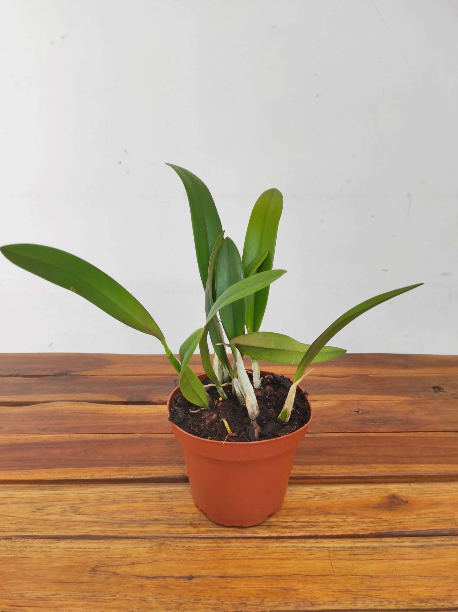 Lc. Santa Barbara Sunset Showtime Hcc/Aos - Sem Flor