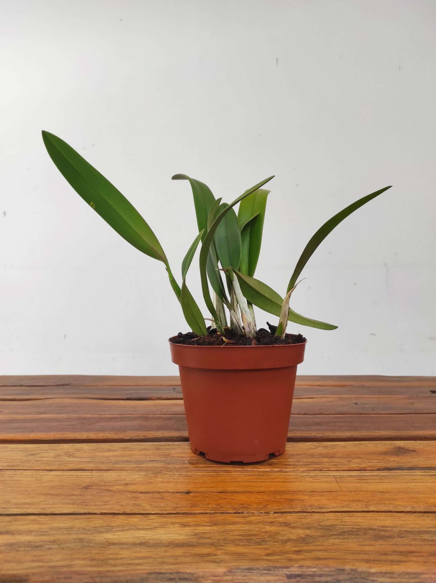 Lc. Santa Barbara Sunset Showtime Hcc/Aos - Sem Flor - Image 2