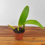 Lc. Excelsior The Globe Fcc/Rhs - Sem Flor