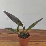 Bc. Felipe Haje - Sem Flor V.12