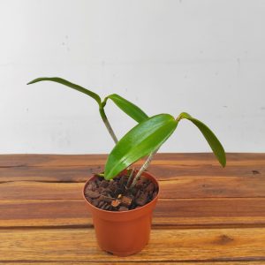 Cattleya Bicolor - Sem Flor | V.12