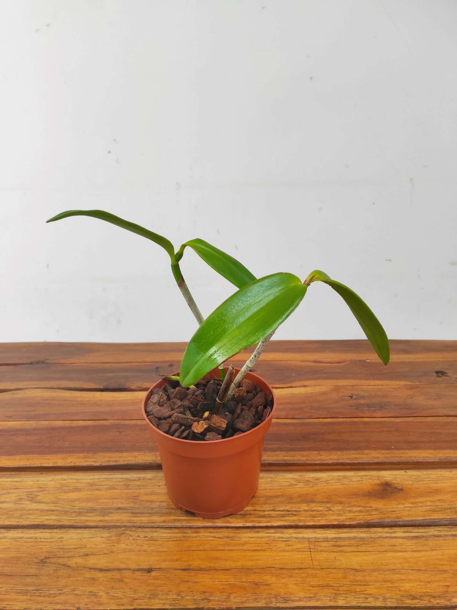 Cattleya Bicolor - Sem Flor | V.12