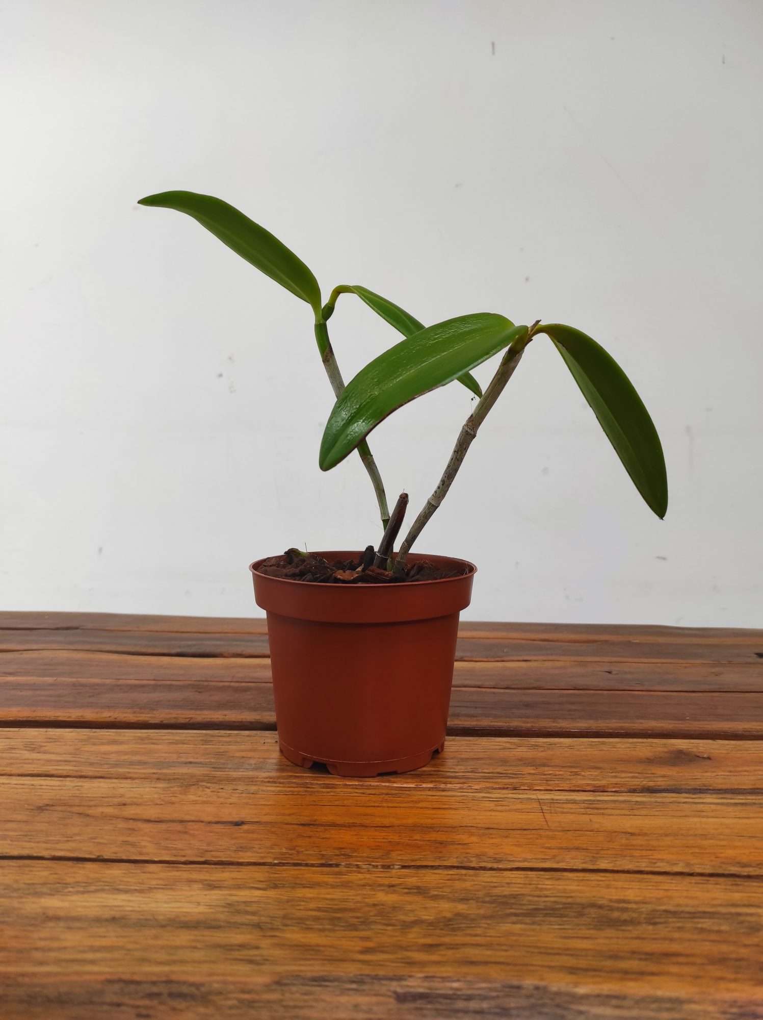 Cattleya Bicolor - Sem Flor | V.12 - Image 2