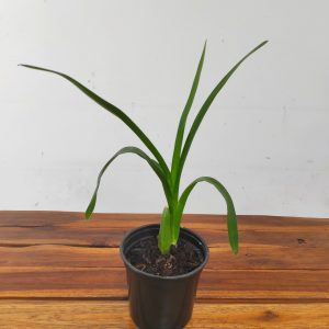 Cyrtochilum Detortum