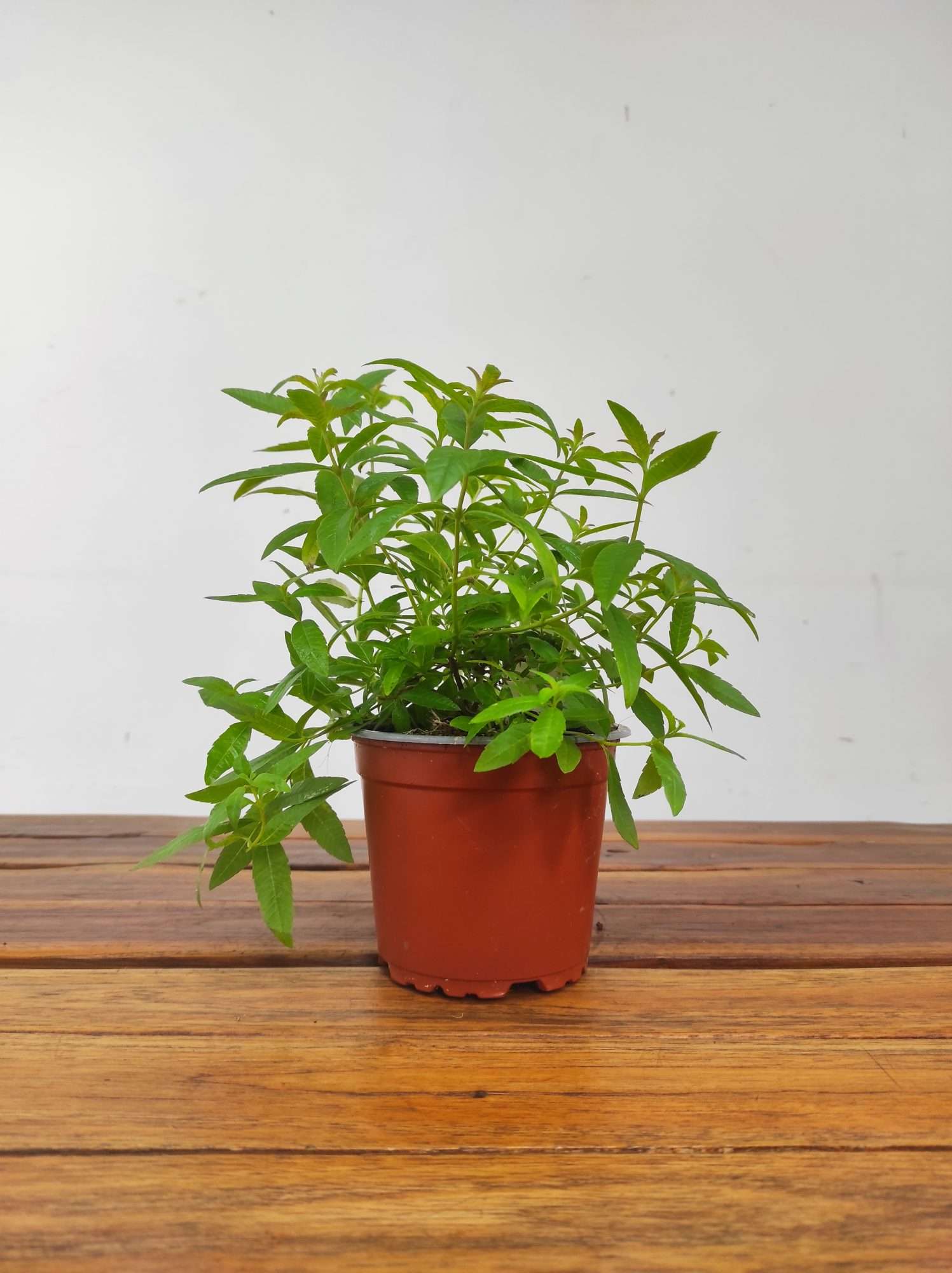 Doce Lima V.12 - Image 2