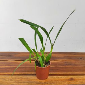 Epidendrum Vittelinum - Sem Flor  V.9