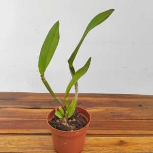 Cattleya Rlc. Village Chief North