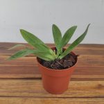 Paph. Venustum Var. Album X Sib