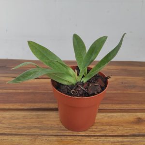 Paph. Venustum Var. Album X Sib