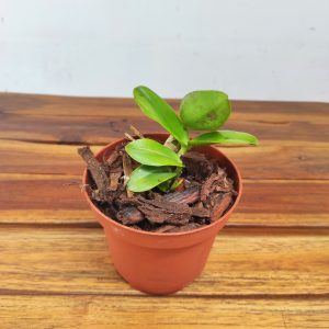 Cattleya Pink Splash X C. Aloha Case