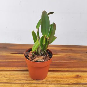 Cattleya Rth. Young - Min Gold 'Golden Water'