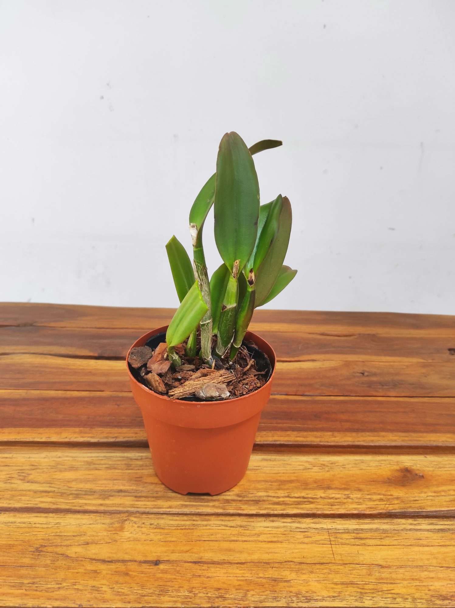 Cattleya Rth. Young - Min Gold 'Golden Water'