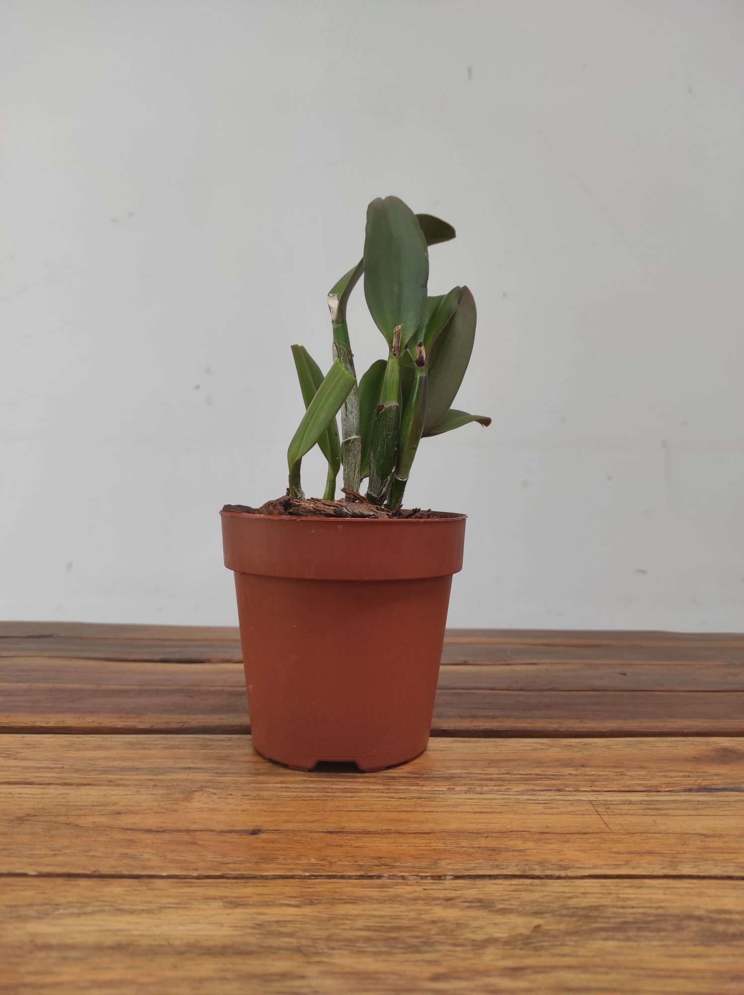 Cattleya Rth. Young - Min Gold 'Golden Water' - Image 2