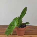 Paph. Mar New (Stoned Susan X Adductum)