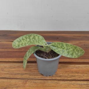 Paphiopedilum Ansum - 1 Haste | Sem flor