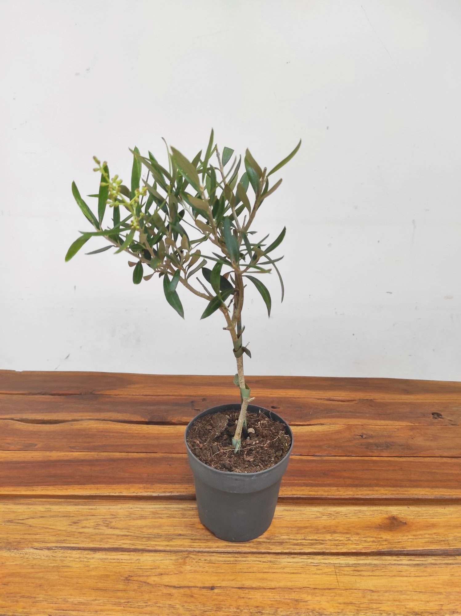 Olea Europaea V.12 - Image 2