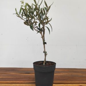 Olea Europaea V.12
