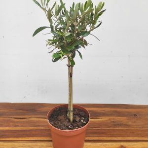 Olea Europaea V.17