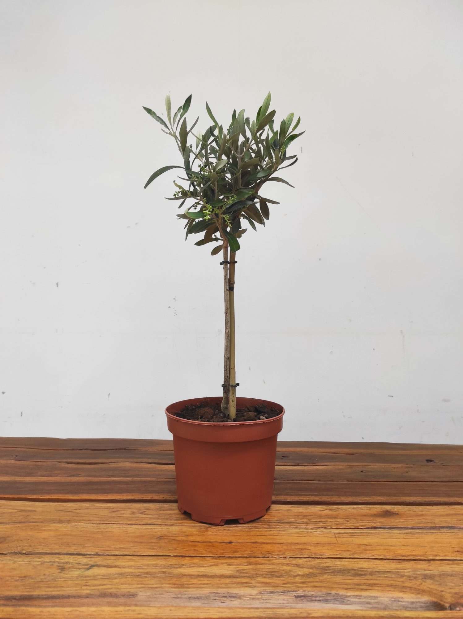 Olea Europaea V.17 - Image 2