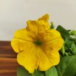 Petunia Hybrida 'Yellow Sun'