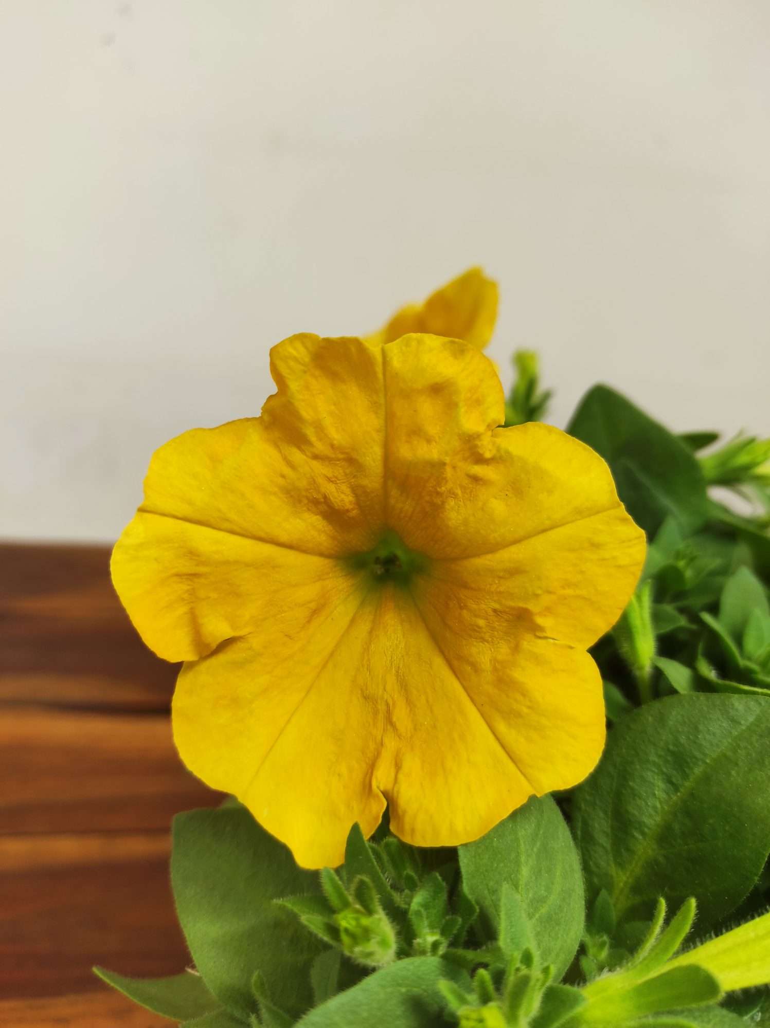 Petunia Hybrida 'Yellow Sun'