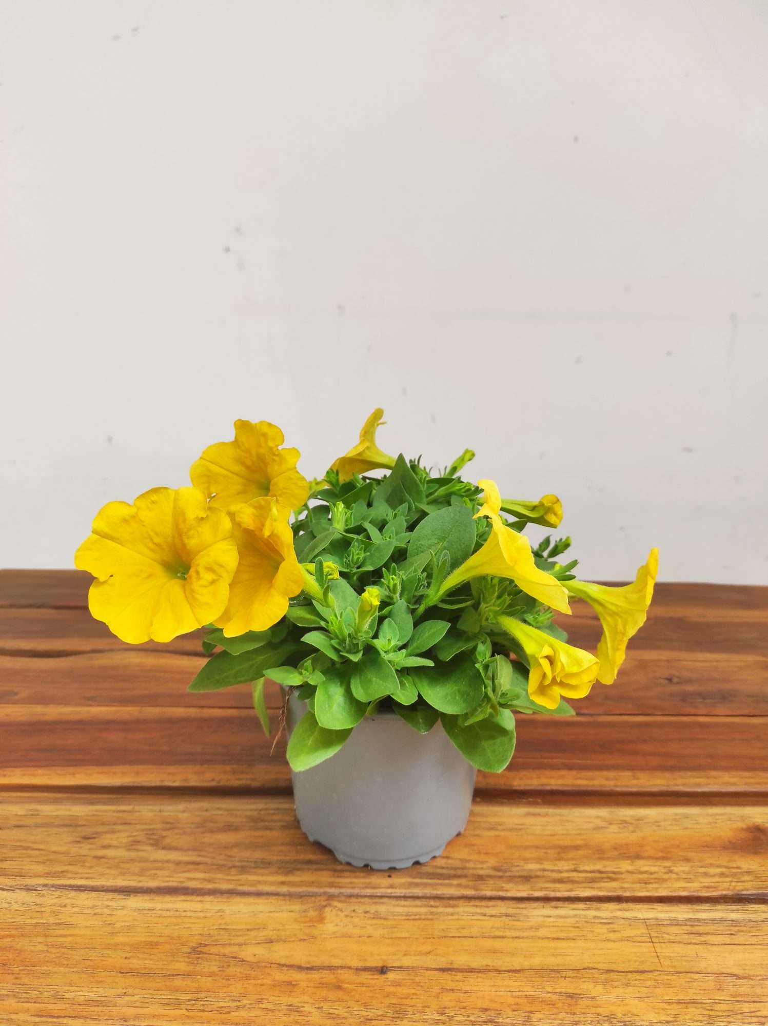 Petunia Hybrida 'Yellow Sun' - Image 3