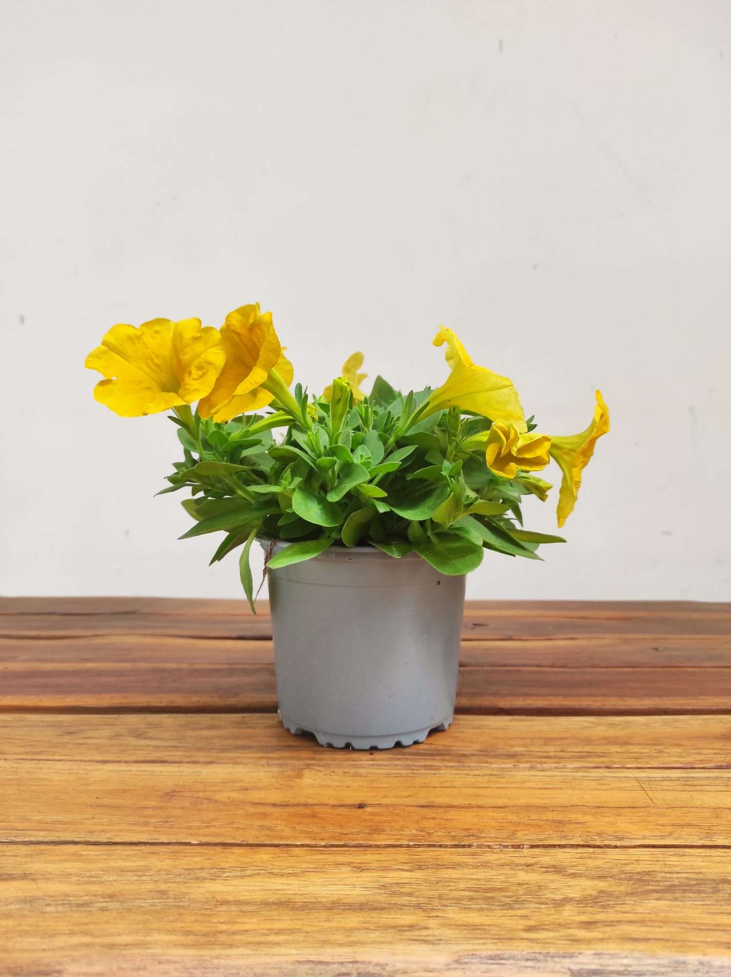 Petunia Hybrida 'Yellow Sun' - Image 2