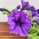 Petunia Hybrida 'Purple Blue'