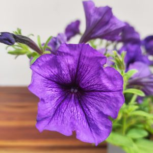 Petunia Hybrida 'Purple Blue'