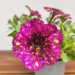 Petunia Hybrida 'Magenta Mambo'